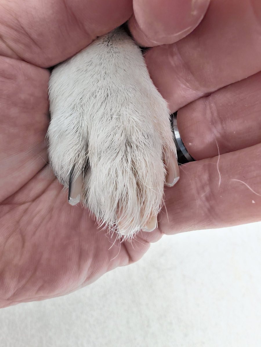 The same paw after the visit, nails short and tidy