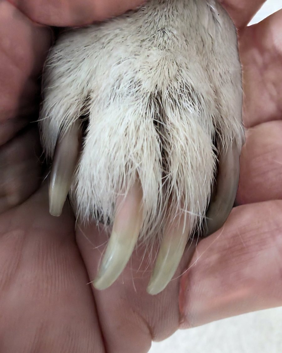Noah's paw before his visit, with long nails curling past the toes