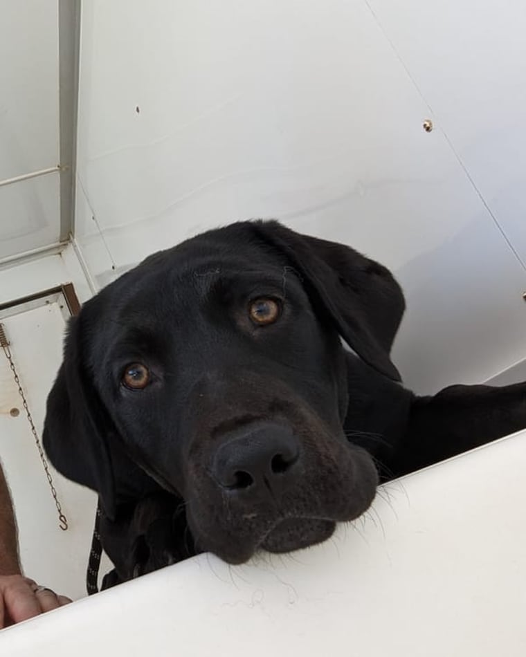 Paul with a calm German Shepherd in the Hurricane Bath trailer