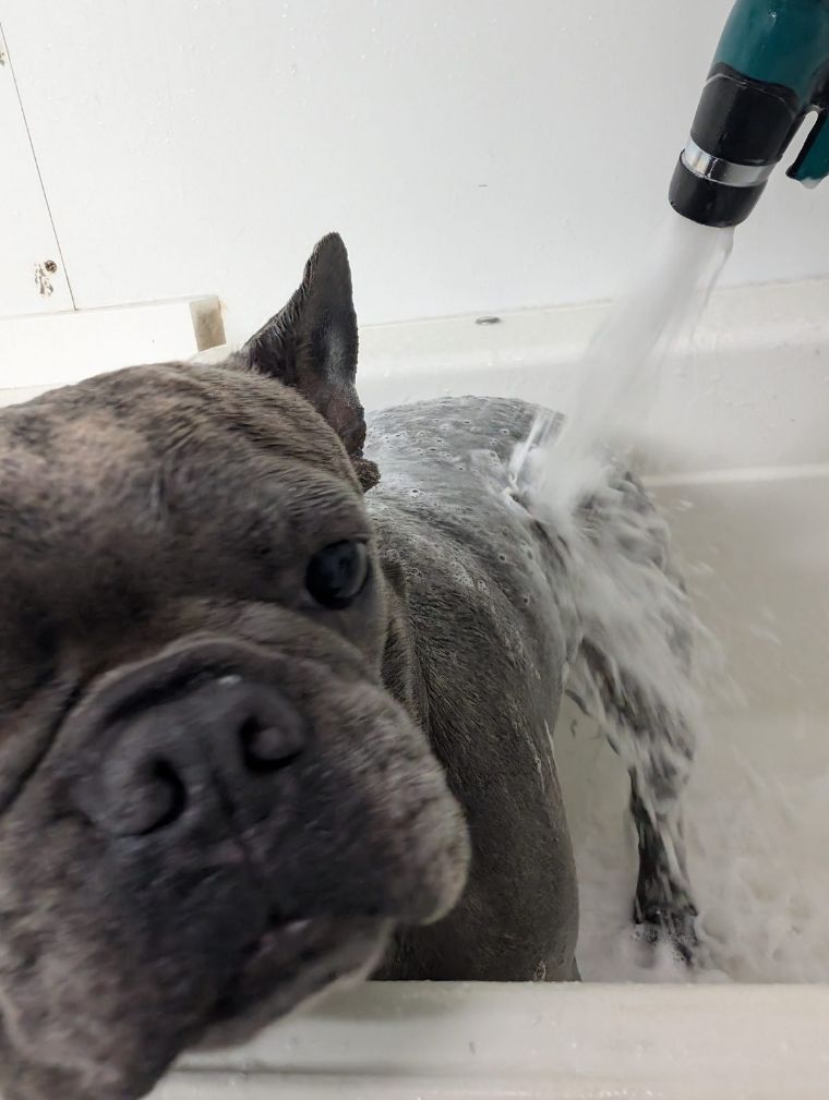 A French Bulldog under the bath spray, soap washing over his back