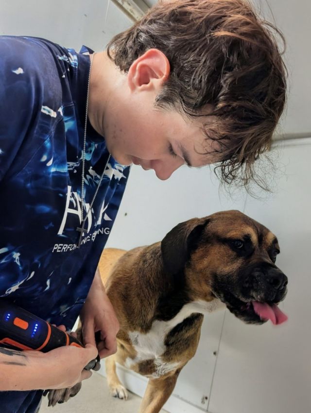 Jake working a boxer mix's nails in the trailer