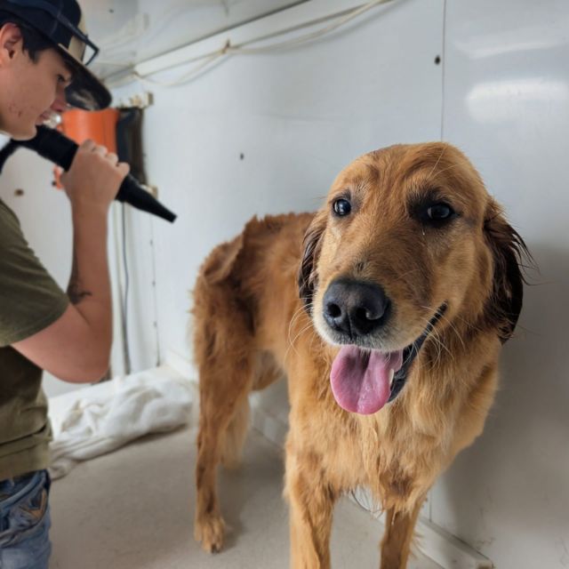 Jake drying a smiling Golden Retriever