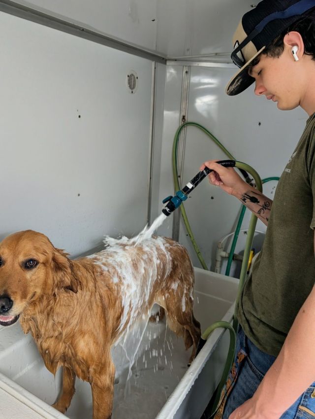 Jake rinsing a soapy Golden Retriever in the tub