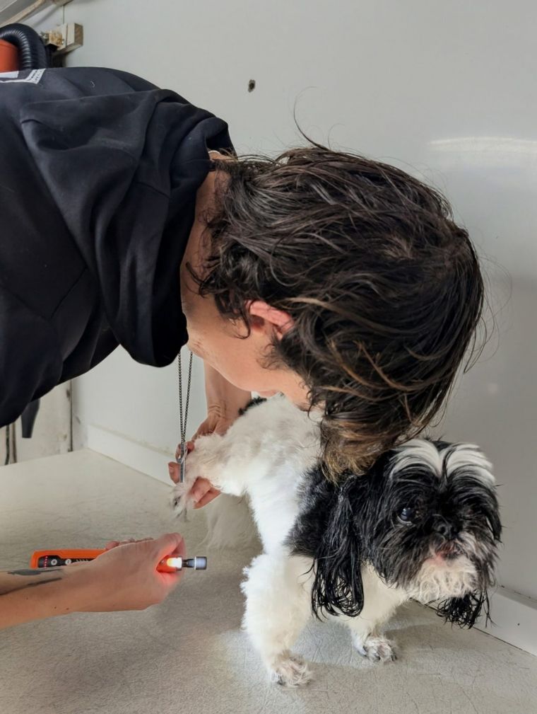 Jake working a small dog's nails with the rotary tool