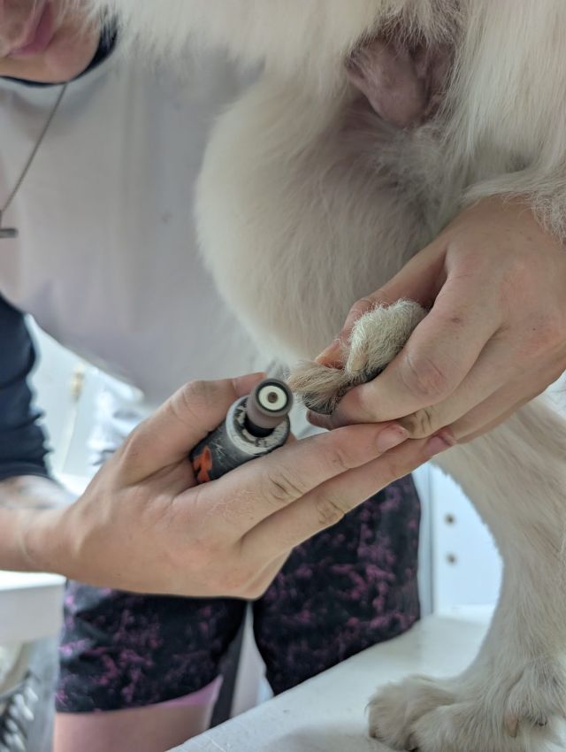 Nail work up close, paw held steady