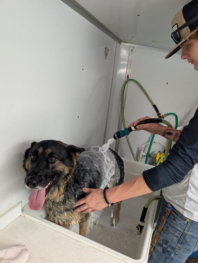 A soapy shepherd mix mid-bath, tongue out